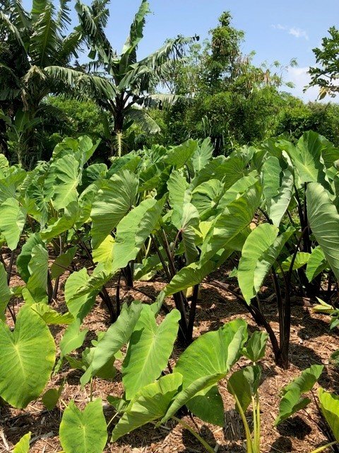 Plant2